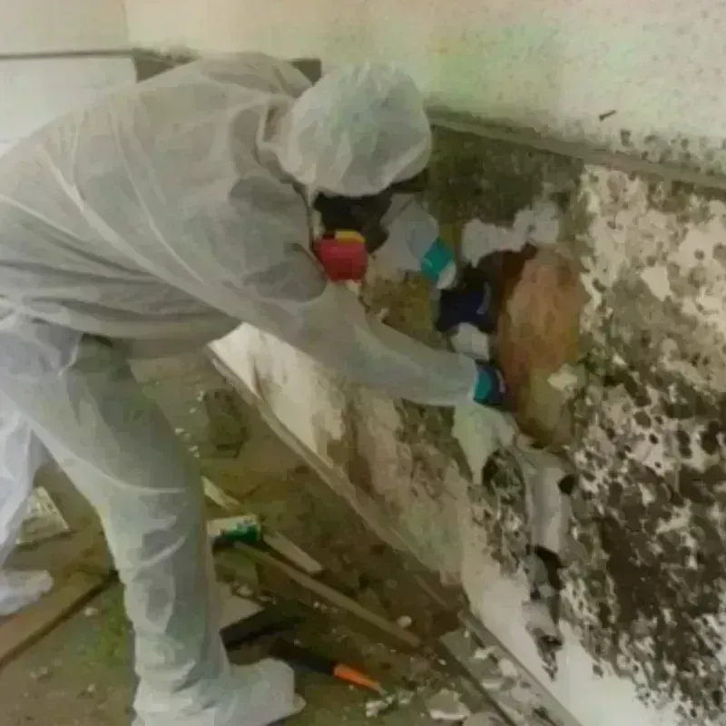 Mold Remediation and Removal in Bronson, MI